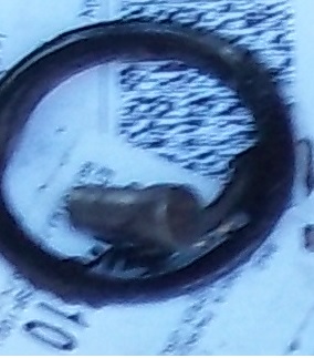 m37 shifter pin.jpg
